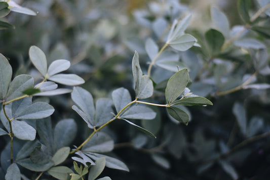 essentials of essential oils