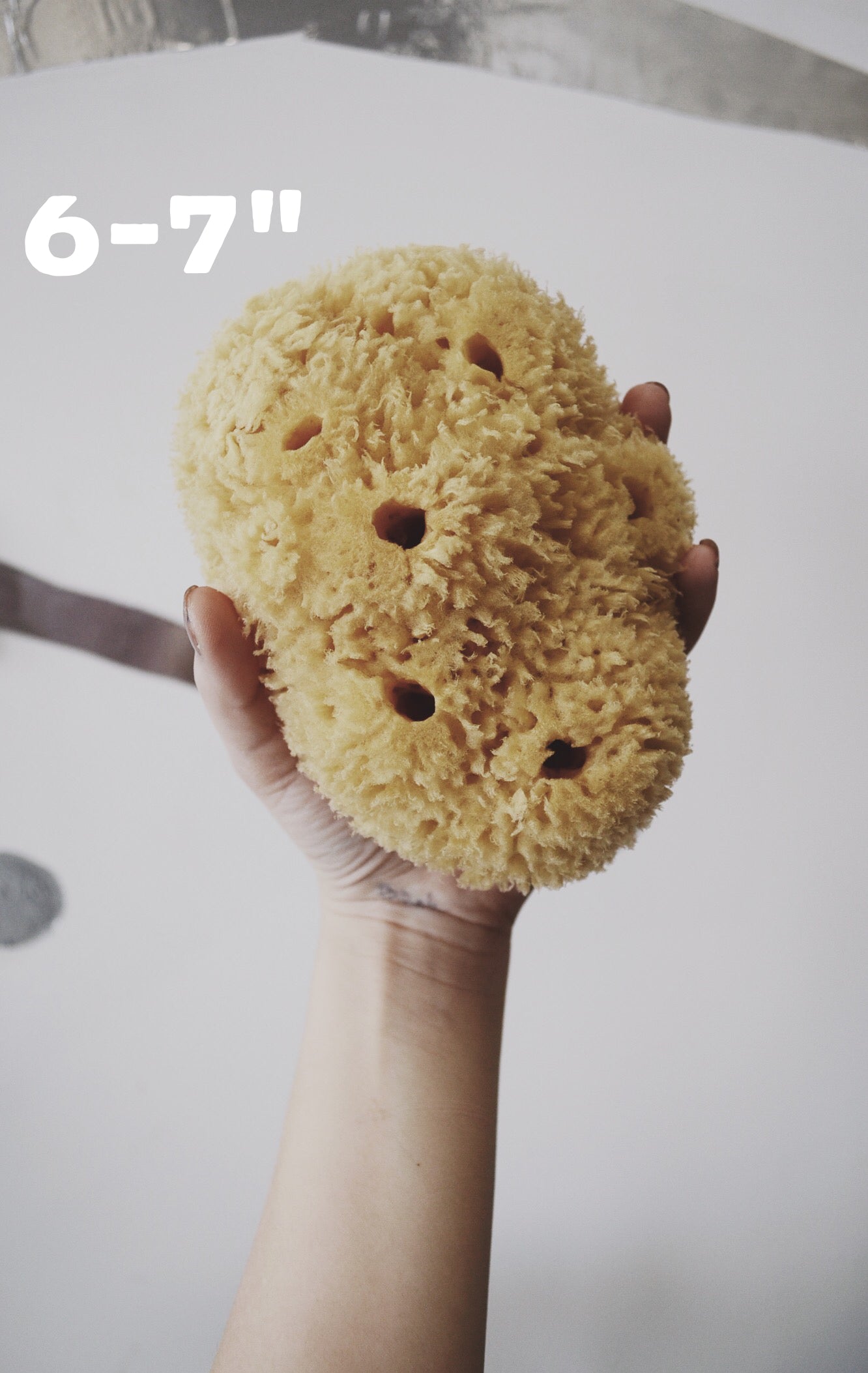 sea sponges