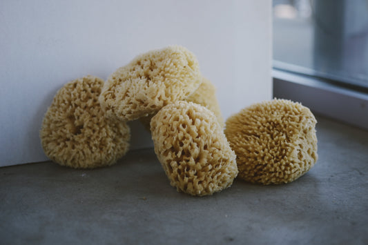 sea sponges
