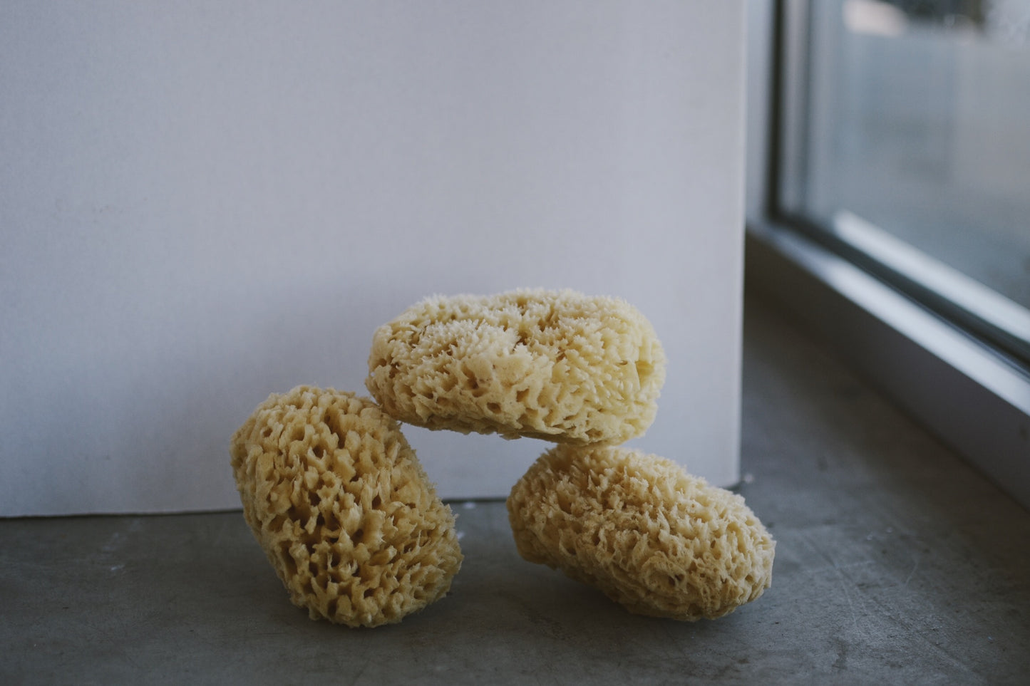 sea sponges