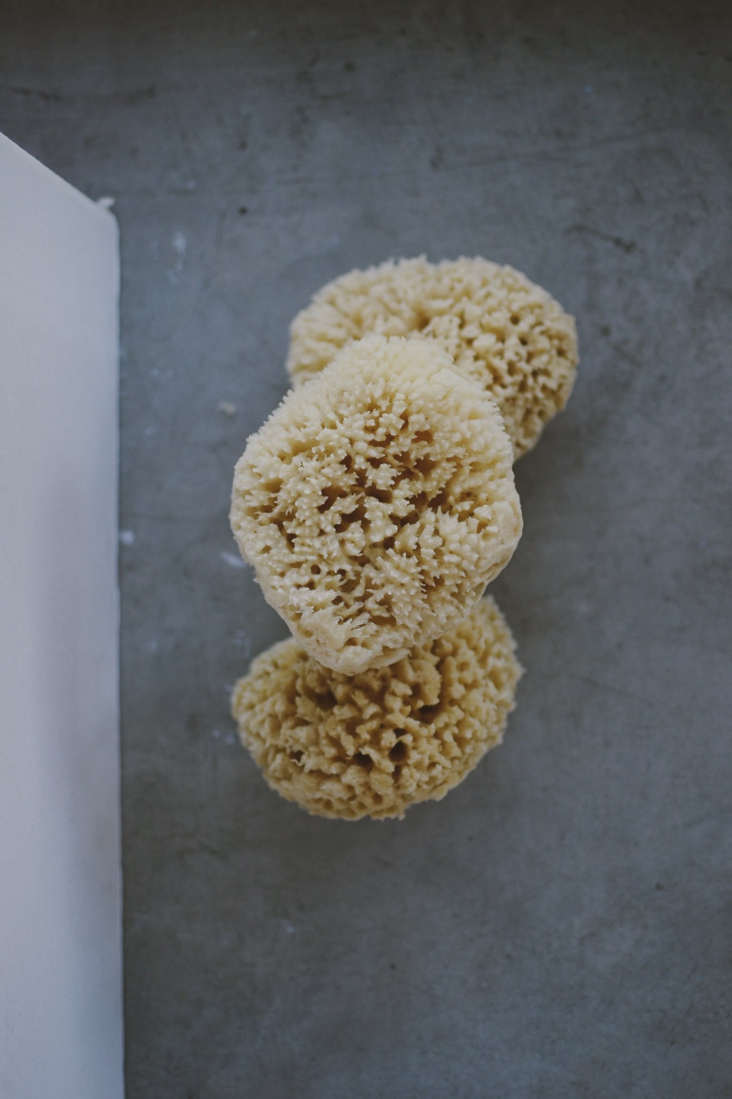 sea sponges